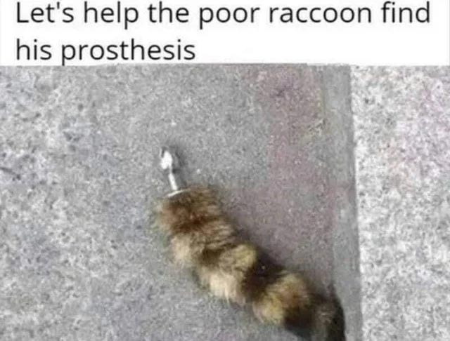 "Let's help the poor raccoon find his prosthesis" - shows a raccoon tail butt plug.