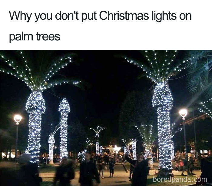 Why you don't put Christmas lights on palm trees (they look like penises)